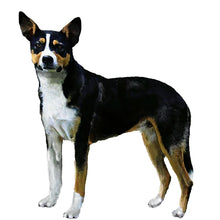 Load image into Gallery viewer, New Zealand Heading Dog - Full Breed Profile
