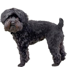 Load image into Gallery viewer, Schnoodle - Full Breed Profile
